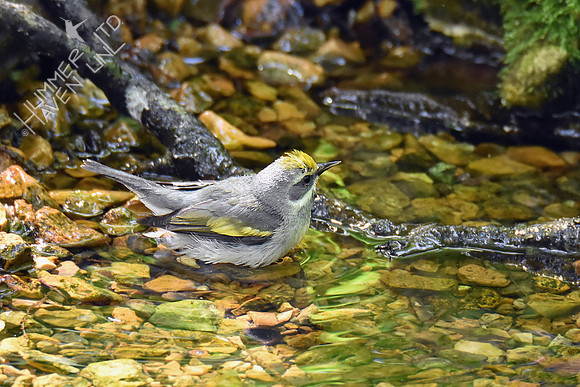 Golden-winged Warbler female 5-7-19
