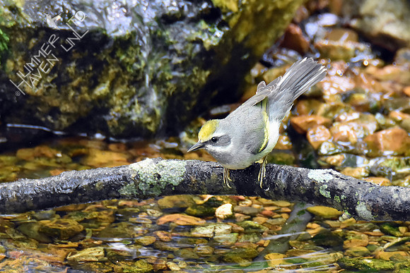 Golden-winged Warbler female 5-7-19