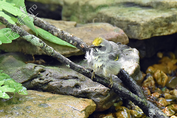 Golden-winged Warbler female 5-7-19