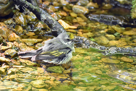 Golden-winged Warbler female 5-7-19