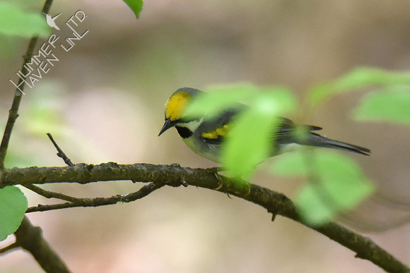 Golden-winged Warbler 5-7-19