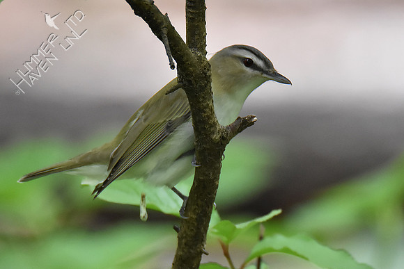 Red-eyed Vireo 5-8-19 caught in the act of pooping!