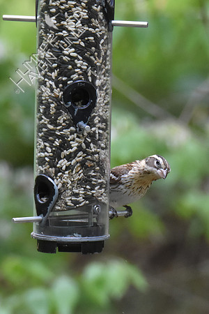 Rose-breasted Grosbeak 5-8-19