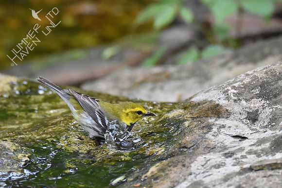 "Bubble Love" Black-throated Green Warbler 5-8-19