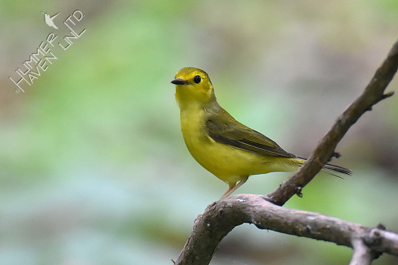 Hooded Warbler female 5-8-19