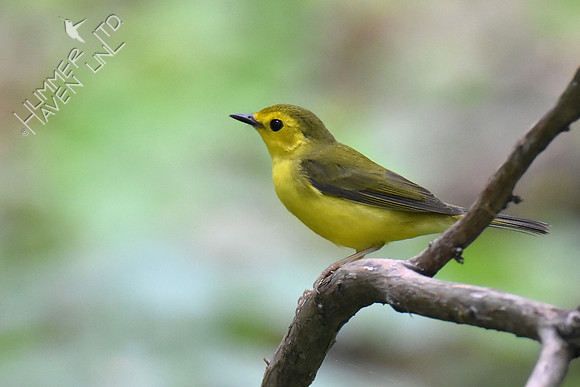 Hooded Warbler female 5-8-19