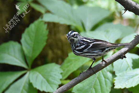 Black-and-white Warbler 5-8-19