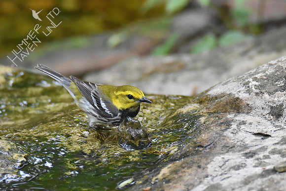 Black-throated Green Warbler 5-8-19