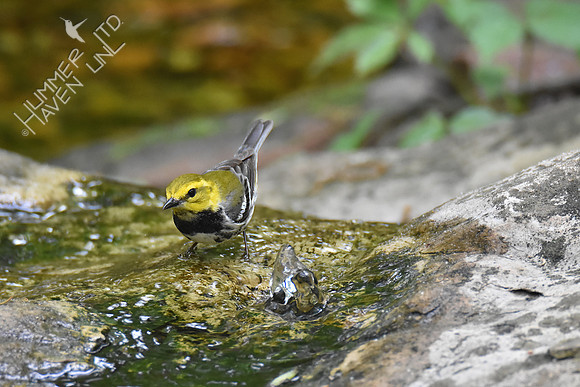 Black-throated Green Warbler 5-8-19