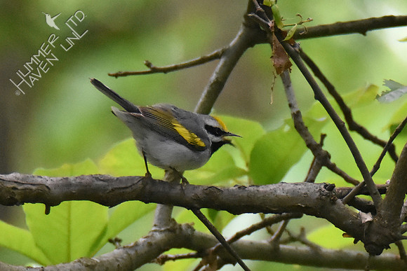 Golden-winged Warbler 5-10-19