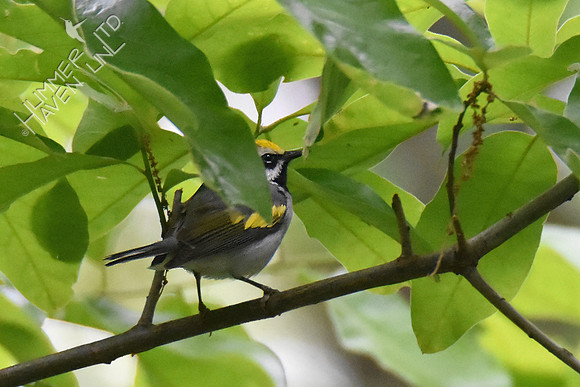 Golden-winged Warbler 5-10-19
