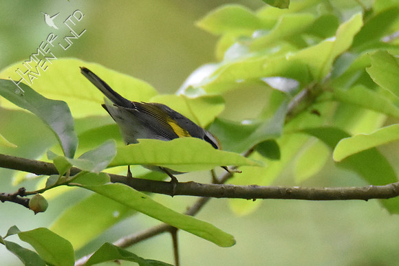 Golden-winged Warbler 5-10-19