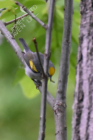 Golden-winged Warbler 5-10-19