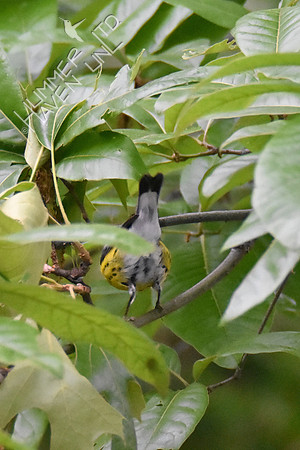 Magnolia Warbler 5-10-19