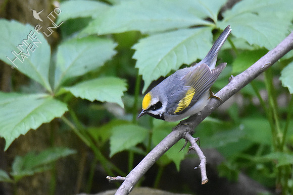 Golden-winged Warbler 5-10-19