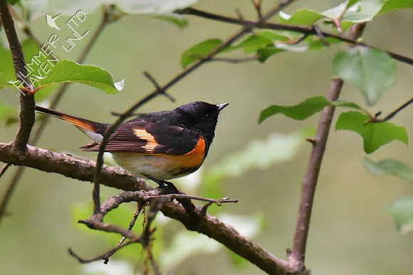 American Redstart 5-10-19