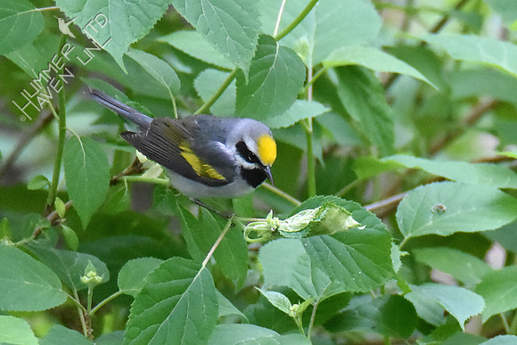 Golden-winged Warbler 5-10-19