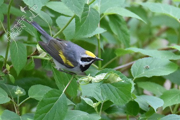 Golden-winged Warbler 5-10-19
