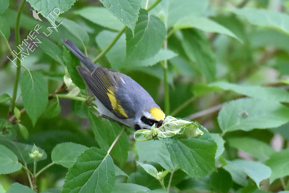 Golden-winged Warbler 5-10-19