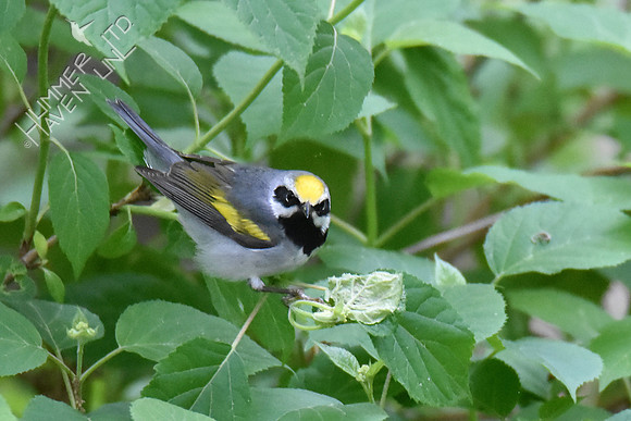 Golden-winged Warbler 5-10-19