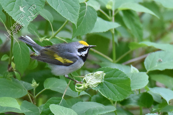 Golden-winged Warbler 5-10-19