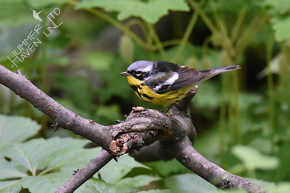 Magnolia Warbler 5-10-19