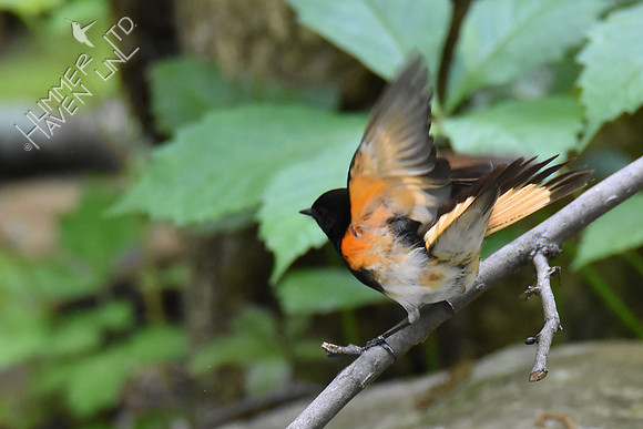 American Redstart 5-10-19