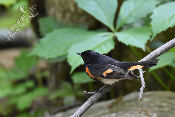 American Redstart 5-10-19