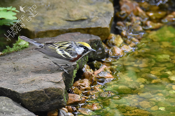 Chestnut-sided Warbler 5-10-19