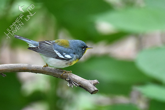 Northern Parula 5-10-19