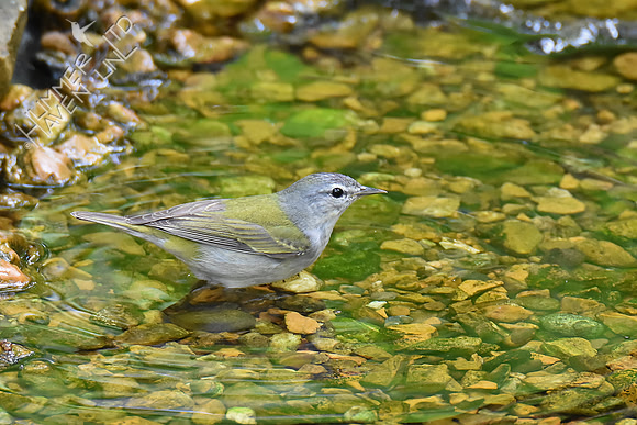 Tennessee Warbler 5-10-19