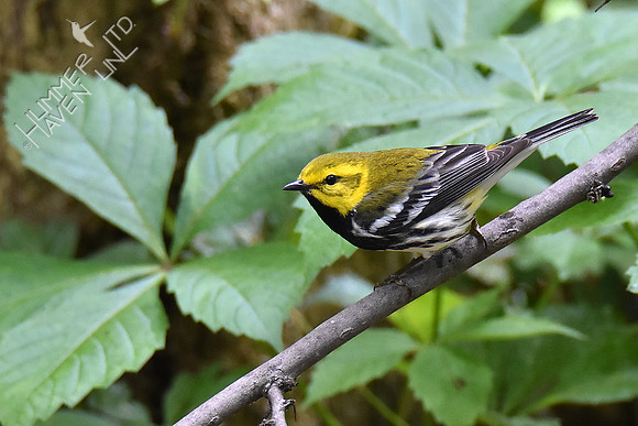 Black-throated Green Warbler 5-10-19