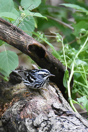 Black-and-white Warbler 5-12-19