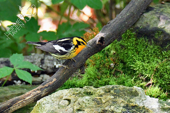 Blackburnian Warbler 5-13-19