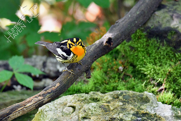 Blackburnian Warbler 5-13-19