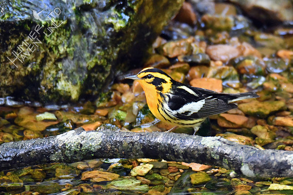 Blackburnian Warbler 5-13-19