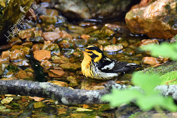 Blackburnian Warbler 5-13-19