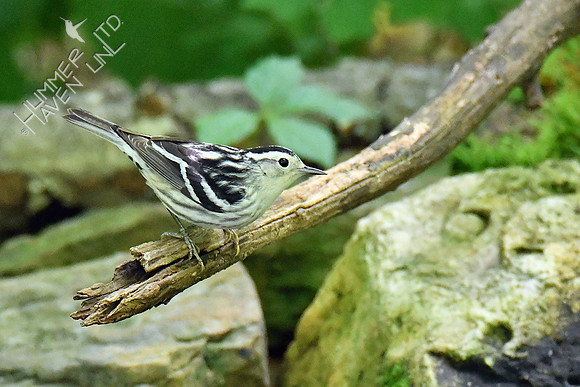 Black-and-white Warbler female 5-13-19
