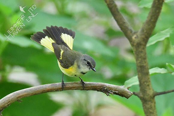 American Redstart 1st spring male 5-13-19