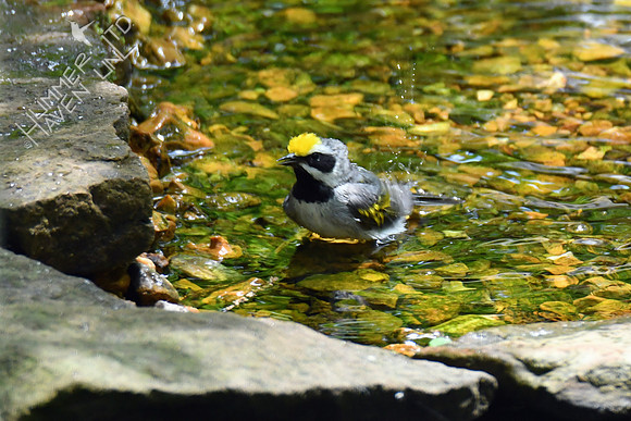 Golden-winged Warbler 5-13-19