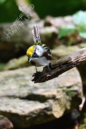 Chestnut-sided Warbler 5-13-19