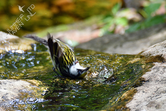 Chestnut-sided Warbler 5-13-19