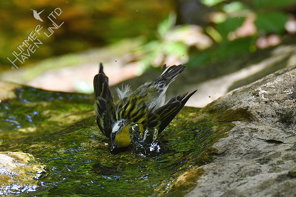 Chestnut-sided Warbler 5-13-19