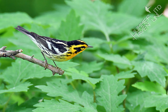 Blackburnian Warbler 5-14-19
