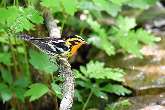 Blackburnian Warbler 5-14-19