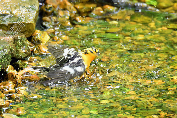 Blackburnian Warbler 5-14-19