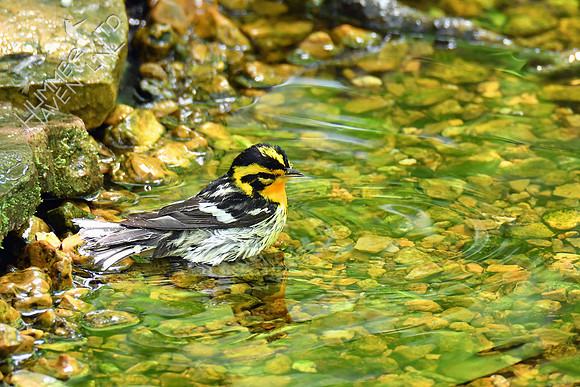 Blackburnian Warbler 5-14-19