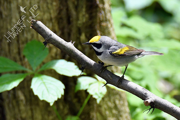 Golden-winged Warbler 5-14-19