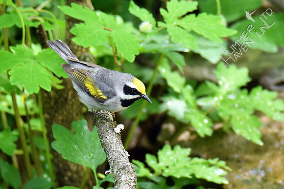 Golden-winged Warbler 5-14-19