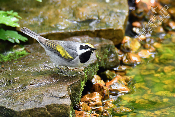 Golden-winged Warbler 5-14-19